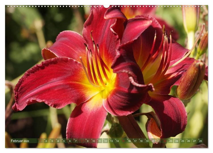 Produktbild: Taglilien im Garten (Wandkalender 2026 DIN A2 quer), CALVENDO Monatskalender