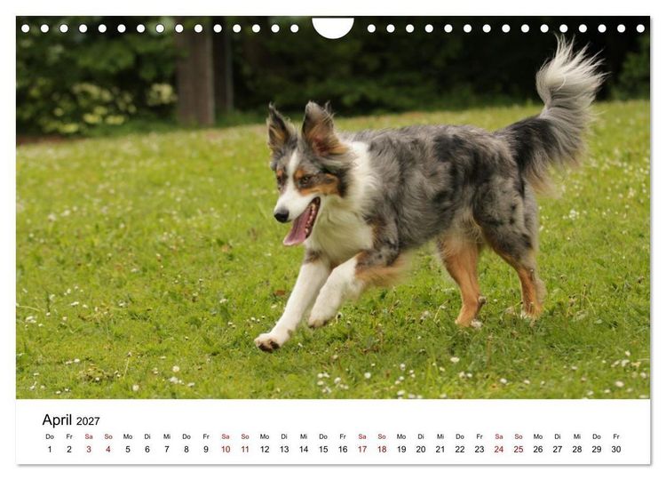 Produktbild: Australian Shepherd - Treue Blicke, wilde Herzen (Wandkalender 2027 DIN A4 quer), CALVENDO Monatskalender