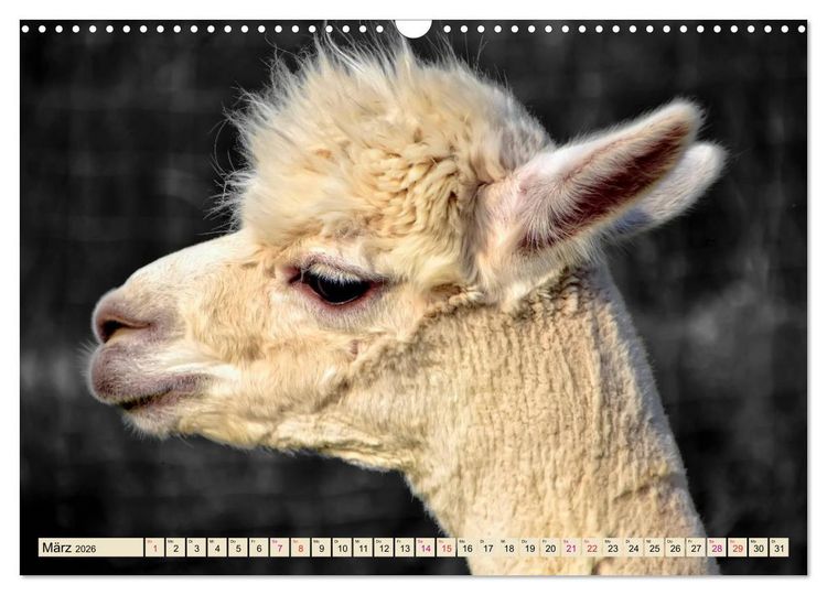 Produktbild: Alpaka Gesichter (Wandkalender 2026 DIN A3 quer), CALVENDO Monatskalender