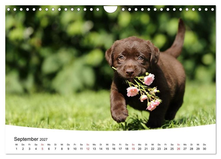 Produktbild: Labrador Welpen - Labrador Puppies (Wandkalender 2027 DIN A4 quer), CALVENDO Monatskalender
