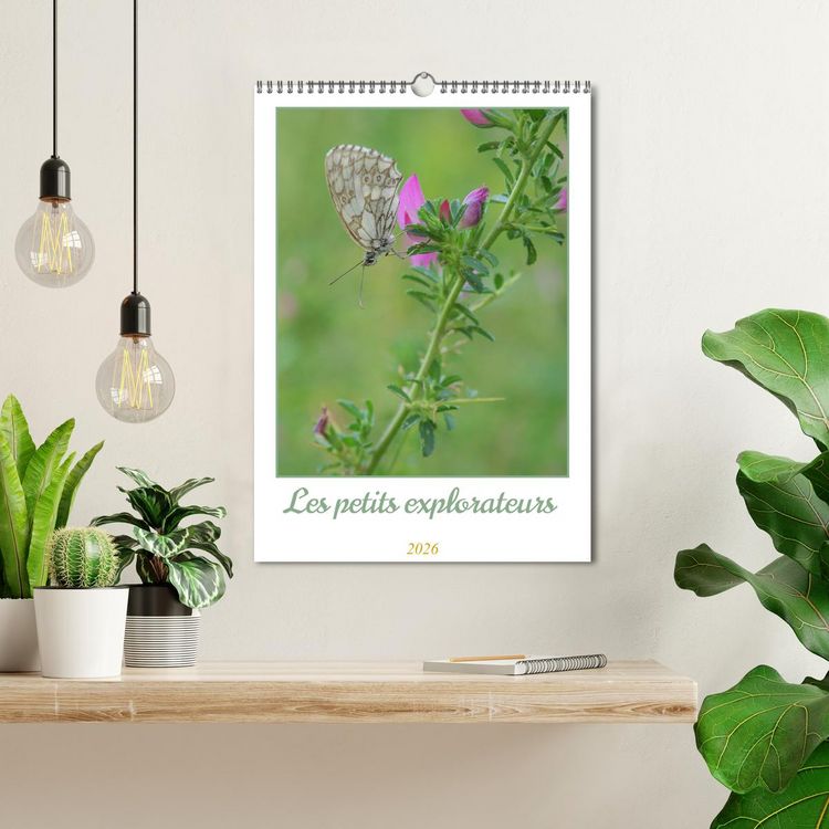 Produktbild: Les petits explorateurs (Calendrier mural 2026 DIN A3 horizontal), CALVENDO calendrier mensuel
