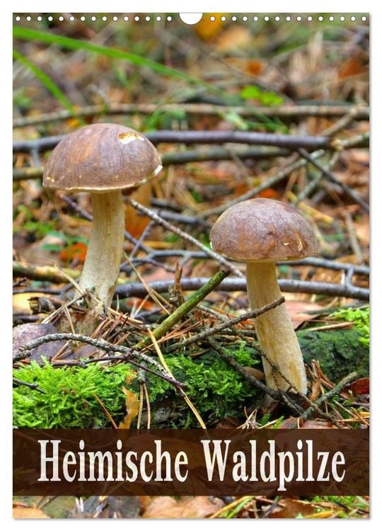 Produktbild: Heimische Waldpilze (Wandkalender 2026 DIN A3 hoch), CALVENDO Monatskalender