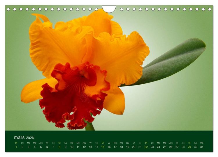 Produktbild: Les Orchid&eacute;es (Calendrier mural 2026 DIN A4 vertical), CALVENDO calendrier mensuel