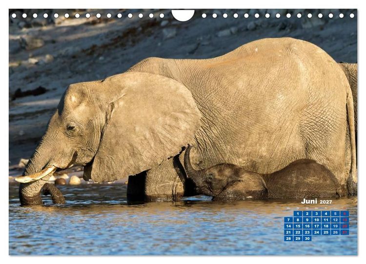 Produktbild: Afrikas Tierwelt: Elefantenbabys (Wandkalender 2027 DIN A4 quer), CALVENDO Monatskalender