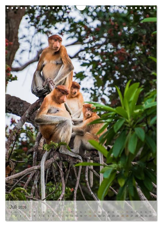 Produktbild: BORNEO Bedrohtes Paradies (Wandkalender 2026 DIN A3 hoch), CALVENDO Monatskalender