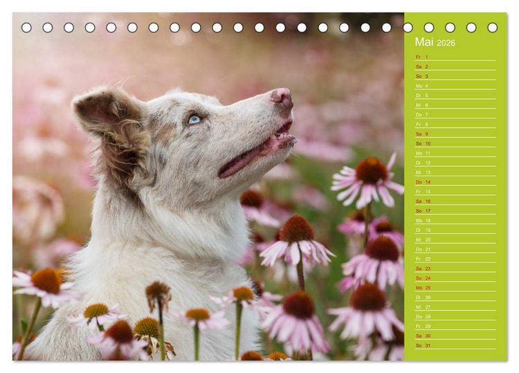 Produktbild: Border Collies - nicht nur schwarzwei&szlig; (Tischkalender 2026 DIN A5 quer), CALVENDO Monatskalender