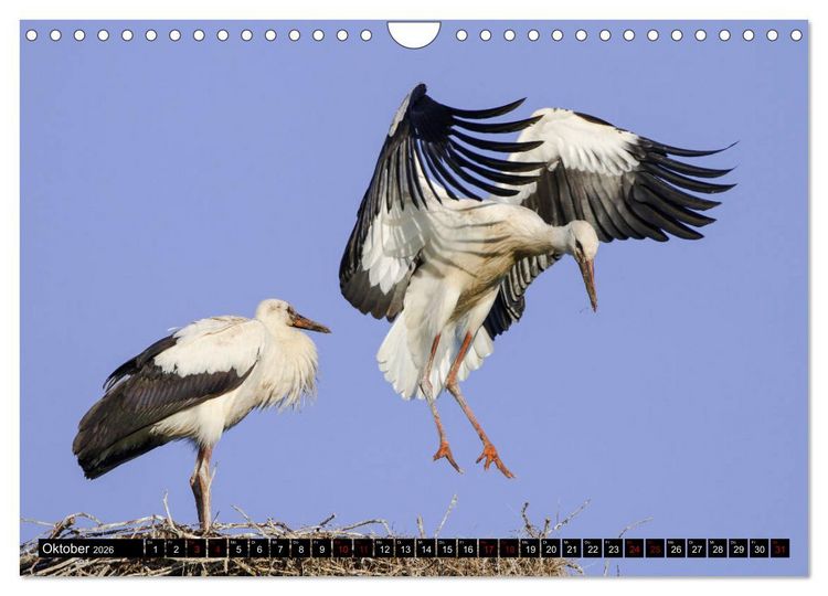 Produktbild: Die Sandersh&auml;user St&ouml;rche (Wandkalender 2026 DIN A4 quer), CALVENDO Monatskalender