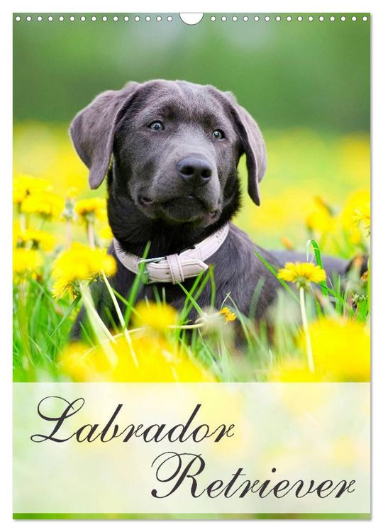 Produktbild: Labrador Retriever (Wandkalender 2026 DIN A3 hoch), CALVENDO Monatskalender