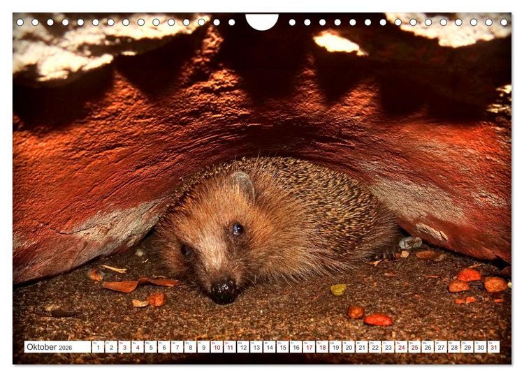 Produktbild: Mein Haus-Igel (Wandkalender 2026 DIN A4 quer), CALVENDO Monatskalender