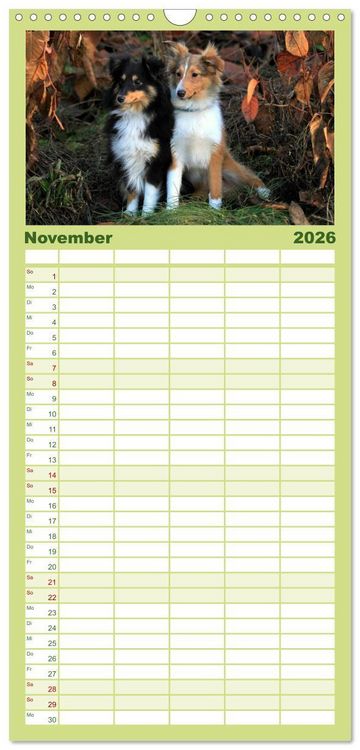 Produktbild: Familienplaner 2026 - Shelties 2026 mit 5 Spalten (Wandkalender, 21 x 45 cm) CALVENDO