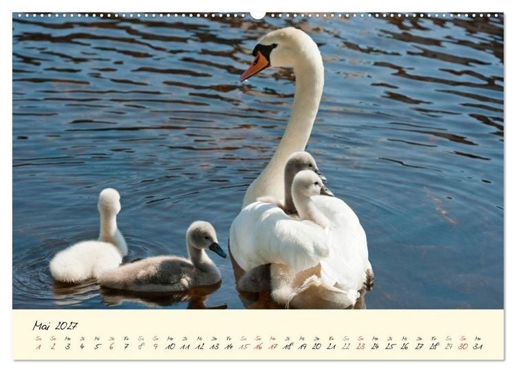 Produktbild: Vom K&uuml;ken zum stolzen Schwan (hochwertiger Premium Wandkalender 2027 DIN A2 quer), Kunstdruck in Hochglanz