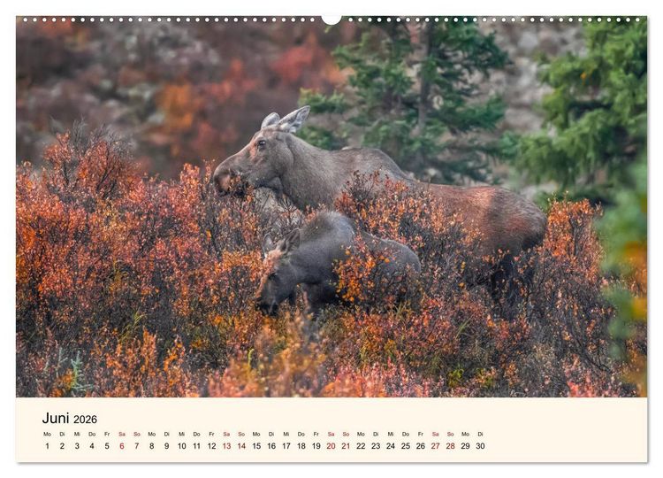 Produktbild: Der Elch - K&ouml;nig des Nordens (hochwertiger Premium Wandkalender 2026 DIN A2 quer), Kunstdruck in Hochglanz