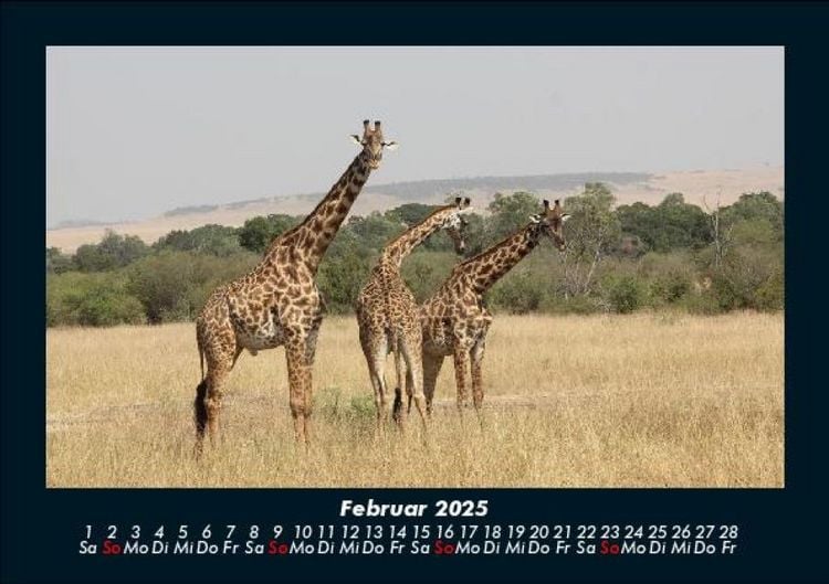 Produktbild: Giraffen 2025 Fotokalender DIN A5