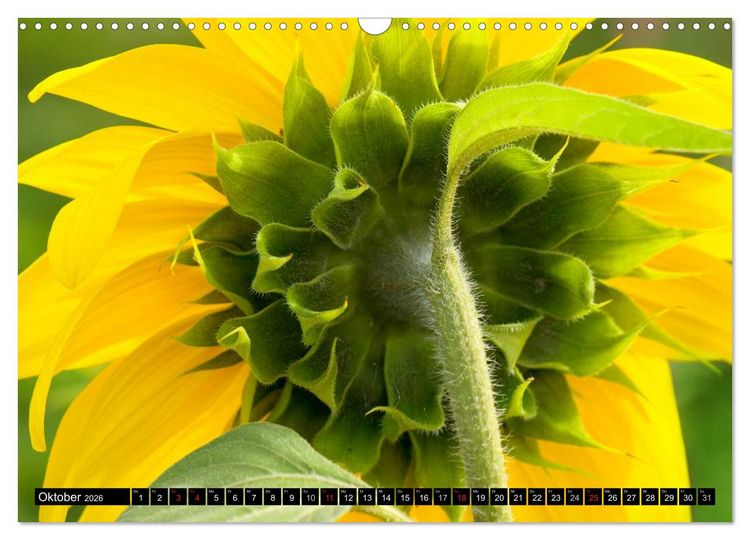 Produktbild: Zeit f&uuml;r Sonnenblumen (Wandkalender 2026 DIN A3 quer), CALVENDO Monatskalender