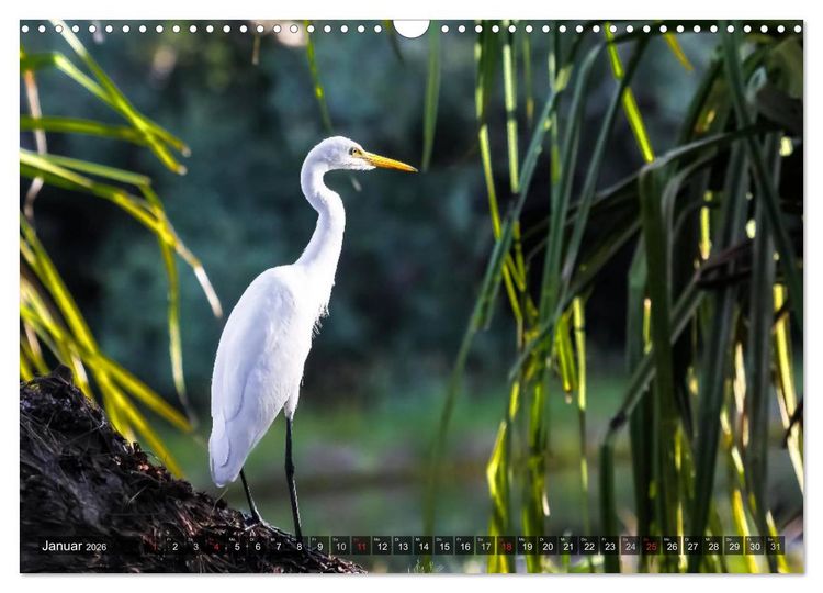 Produktbild: Australien tierisch gut 2026 (Wandkalender 2026 DIN A3 quer), CALVENDO Monatskalender