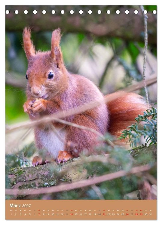 Produktbild: Unsere Eichh&ouml;rnchen - Naturmomente aus dem heimischen Garten (Tischkalender 2027 DIN A5 hoch), CALVENDO Monatskalender