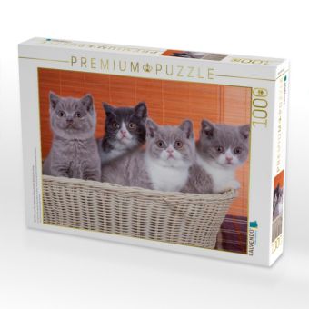 Produktbild: CALVENDO Puzzle Ein Motiv aus dem Kalender Katzenkinder Britisch Kurzhaar | 1000 Teile Lege-Gr&ouml;&szlig;e 64x48cm Foto-Puzzle f&uuml;r gl&uuml;ckliche Stunden