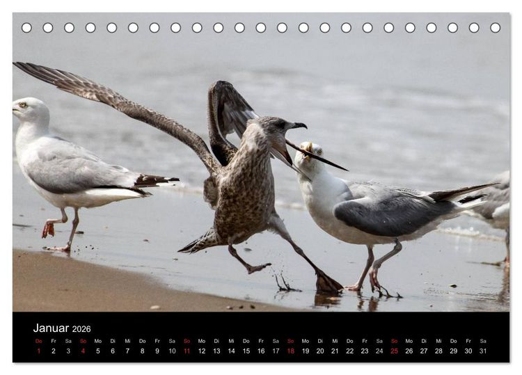 Produktbild: Spontane Fotografie - M&ouml;wen (Tischkalender 2026 DIN A5 quer), CALVENDO Monatskalender