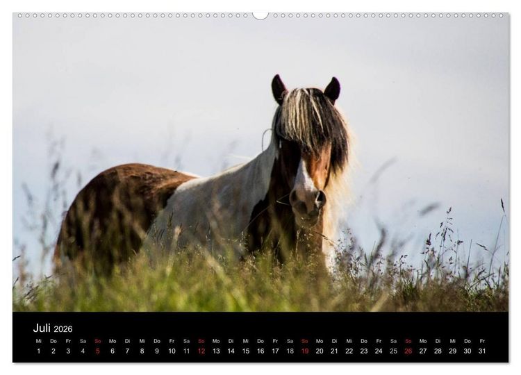 Produktbild: Islandpferde (Wandkalender 2026 DIN A2 quer), CALVENDO Monatskalender