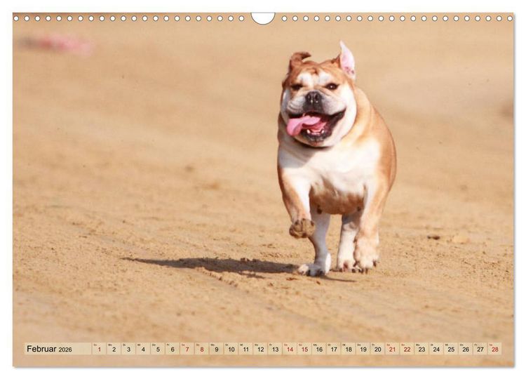 Produktbild: Bulldoggen - Englische und Franz&ouml;sische Bulldoggen (Wandkalender 2026 DIN A3 quer), CALVENDO Monatskalender