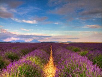 Produktbild: CALVENDO Puzzle Lavendelfelder auf dem Valensole Plateau | 1000 Teile Lege-Gr&ouml;&szlig;e 64x48cm Foto-Puzzle f&uuml;r gl&uuml;ckliche Stunden