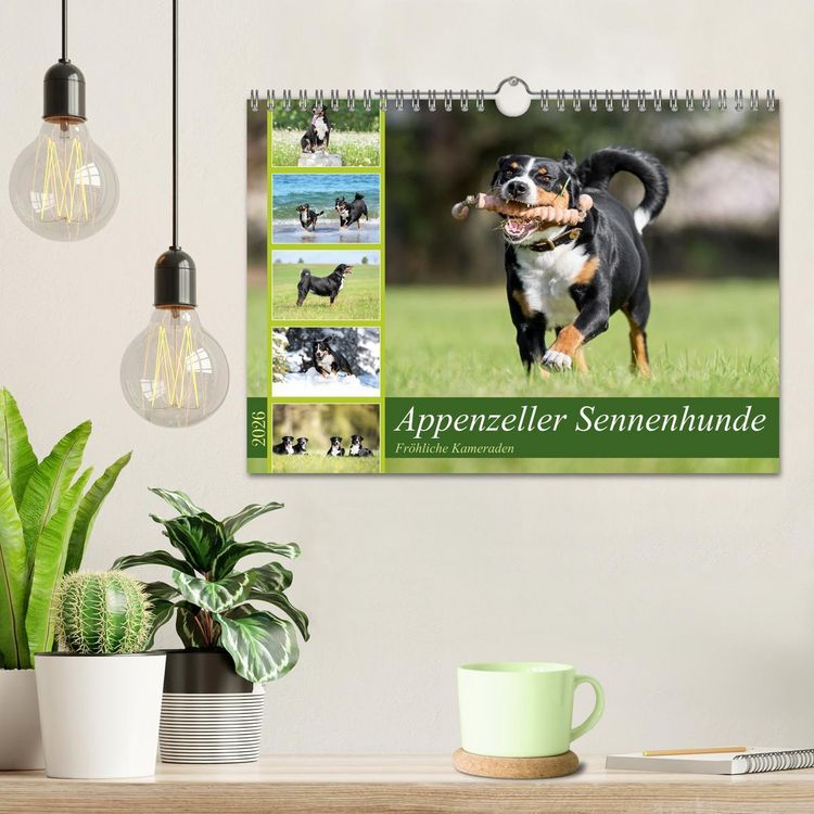 Produktbild: Appenzeller Sennenhunde - Fr&ouml;hliche Kameraden (Wandkalender 2026 DIN A4 quer), CALVENDO Monatskalender