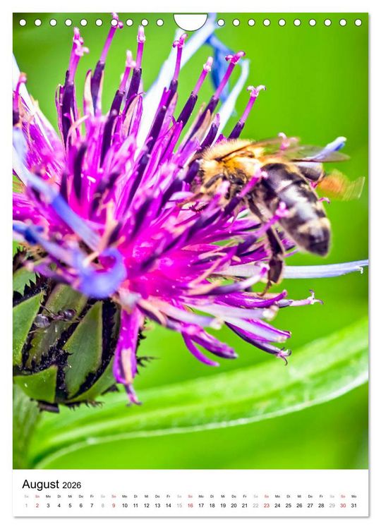 Produktbild: BIENEN - Kleine N&uuml;tzlinge ganz nah (Wandkalender 2026 DIN A4 hoch), CALVENDO Monatskalender