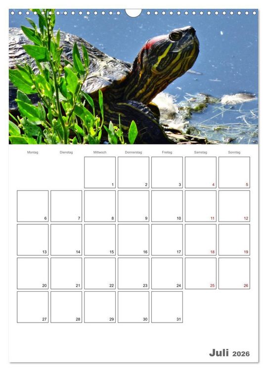 Produktbild: Langsame Schildkr&ouml;ten (Wandkalender 2026 DIN A3 hoch), CALVENDO Monatskalender