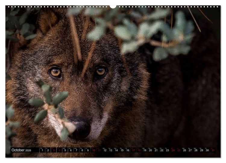 Produktbild: Wolves, Wild Spirits (High Quality Premium Wall Calendar 2026 DIN A2 landscape),CALVENDO 12 Month Wall Calendar