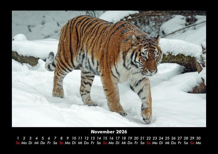 Produktbild: Tiger 2026 Fotokalender DIN A3