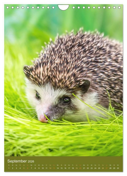 Produktbild: Gilbert der Igel (Wandkalender 2026 DIN A4 hoch), CALVENDO Monatskalender