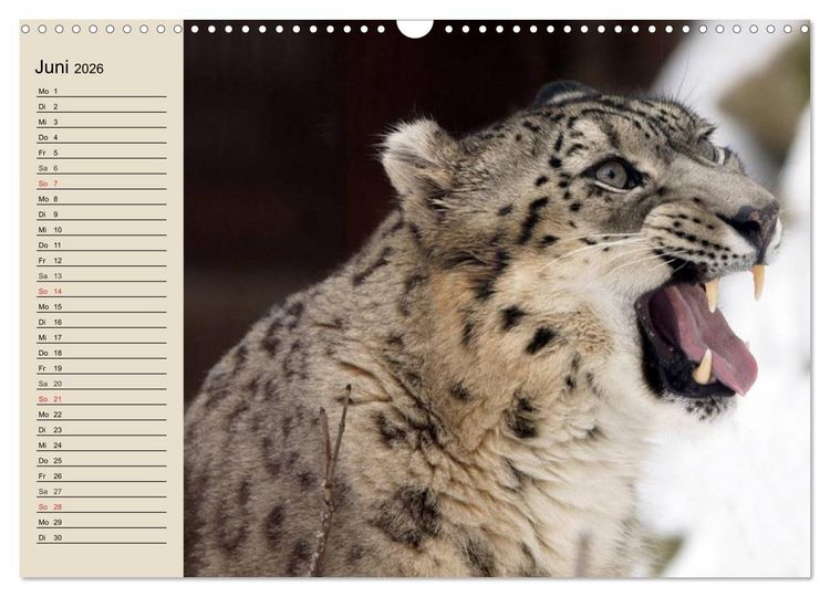 Produktbild: Schneeleoparden. Geschmeidige Gebirgsj&auml;ger (Wandkalender 2026 DIN A3 quer), CALVENDO Monatskalender