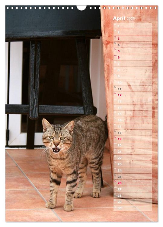 Produktbild: Hauskatzen (Wandkalender 2026 DIN A3 hoch), CALVENDO Monatskalender