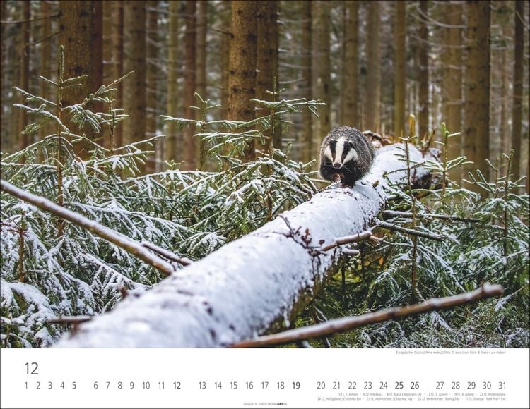 Produktbild: Heimische Wildtiere Kalender 2027