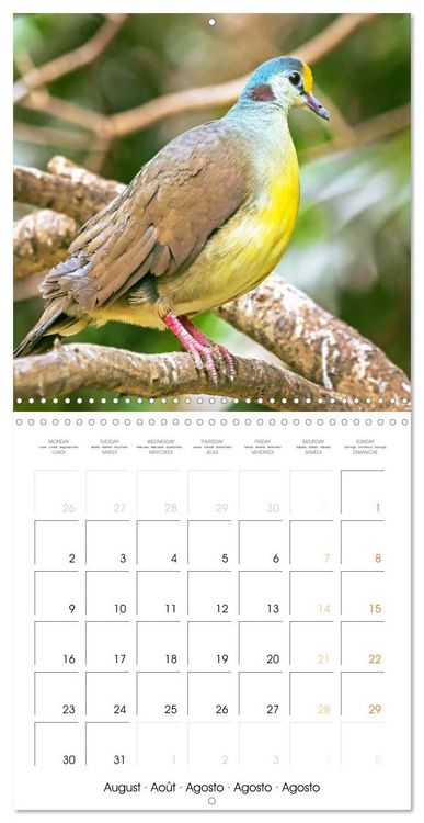Produktbild: Doves: Gentle Beauty (Wall Calendar 2027 12 &times; 12 Inch) CALVENDO 12 Month Wall Calendar