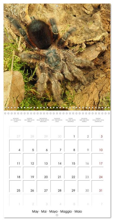 Produktbild: Spider synphony (Wall Calendar 2026 12 &times; 12 Inch) CALVENDO 12 Month Wall Calendar