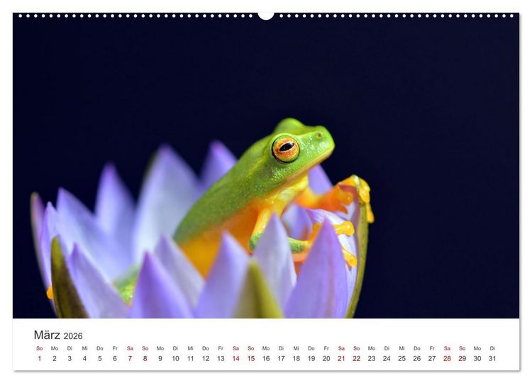Produktbild: Fr&ouml;sche - Die wundersch&ouml;ne Welt der bunten H&uuml;pfer. (Wandkalender 2026 DIN A2 quer), CALVENDO Monatskalender