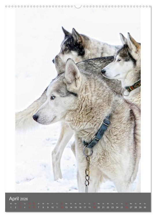 Produktbild: Huskies - Portraits im Schnee (hochwertiger Premium Wandkalender 2026 DIN A2 hoch), Kunstdruck in Hochglanz