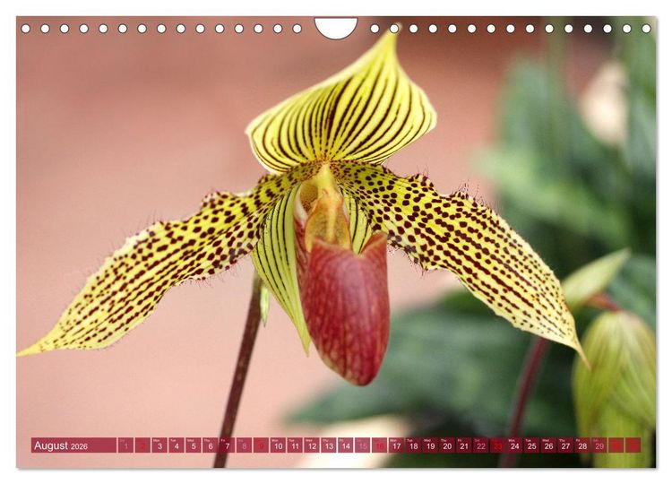 Produktbild: Orchid - A Flower Wonder (Wall Calendar 2026 DIN A4 landscape), CALVENDO 12 Month Wall Calendar