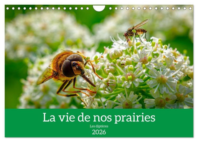 Produktbild: La vie de nos prairies - Les dipt&egrave;res (Calendrier mural 2026 DIN A4 vertical), CALVENDO calendrier mensuel