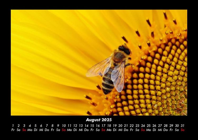 Produktbild: Bienen 2025 Fotokalender DIN A3