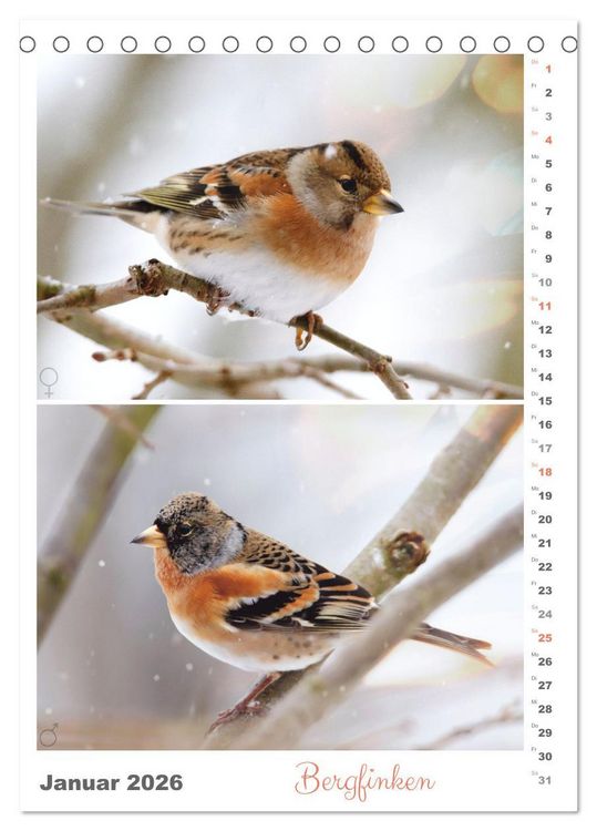 Produktbild: Vogel-Paare (Tischkalender 2026 DIN A5 hoch), CALVENDO Monatskalender