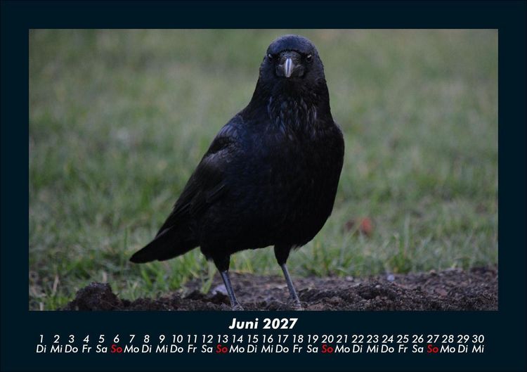 Produktbild: Vogelparadies 2027 Fotokalender DIN A5