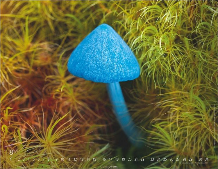 Produktbild: Wunderwelt der Pilze Kalender 2027