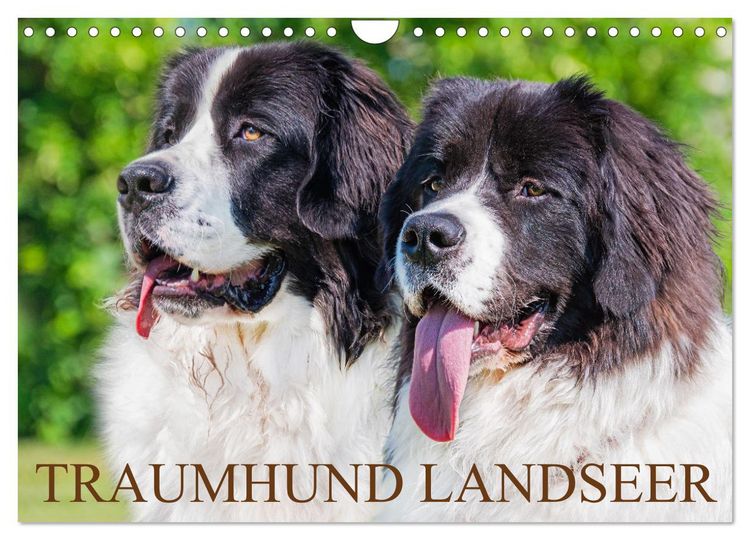 Produktbild: Traumhund Landseer (Wandkalender 2026 DIN A4 quer), CALVENDO Monatskalender