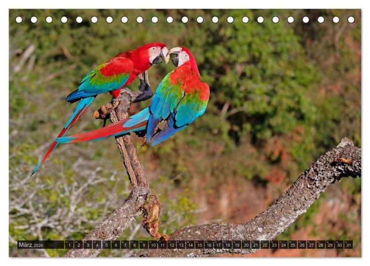 Produktbild: Tiere im Pantanal - viaje.ch (Tischkalender 2026 DIN A5 quer), CALVENDO Monatskalender