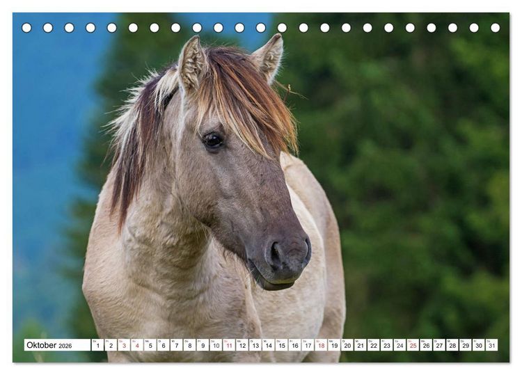 Produktbild: Konik - Frei geboren (Tischkalender 2026 DIN A5 quer), CALVENDO Monatskalender