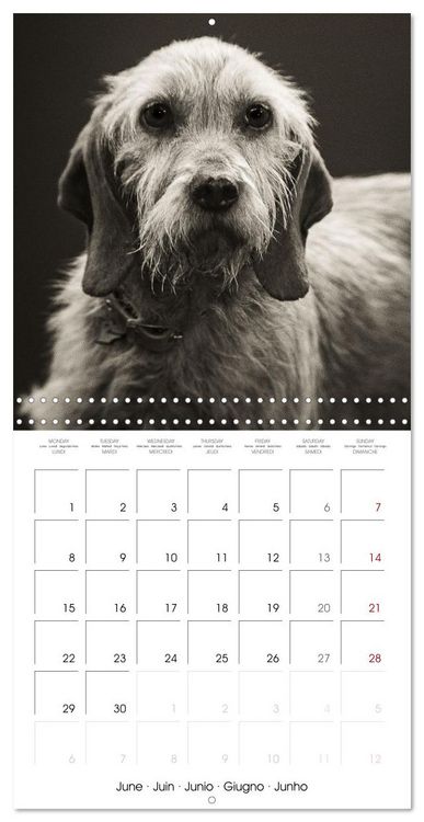 Produktbild: Portraits canins (Calendrier mural carr&eacute; 2026 30x30 cm) Calendrier double avec une page pour vos prises de notes