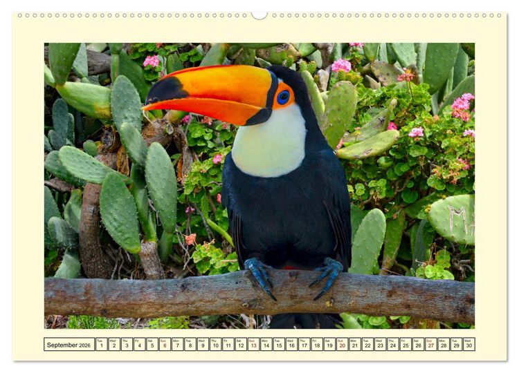 Produktbild: Toucans - clowns of the jungle (Wall Calendar 2026 DIN A2 landscape), CALVENDO 12 Month Wall Calendar