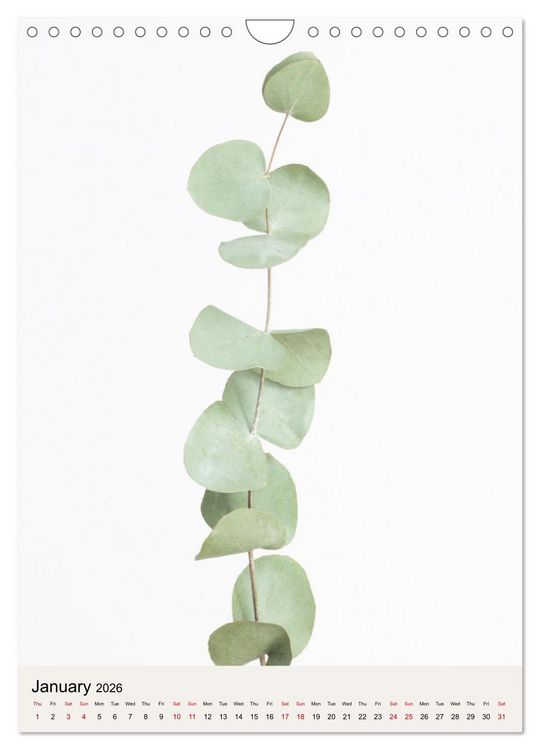 Produktbild: Dried Flowers (Wall Calendar 2026 DIN A4 portrait), CALVENDO 12 Month Wall Calendar